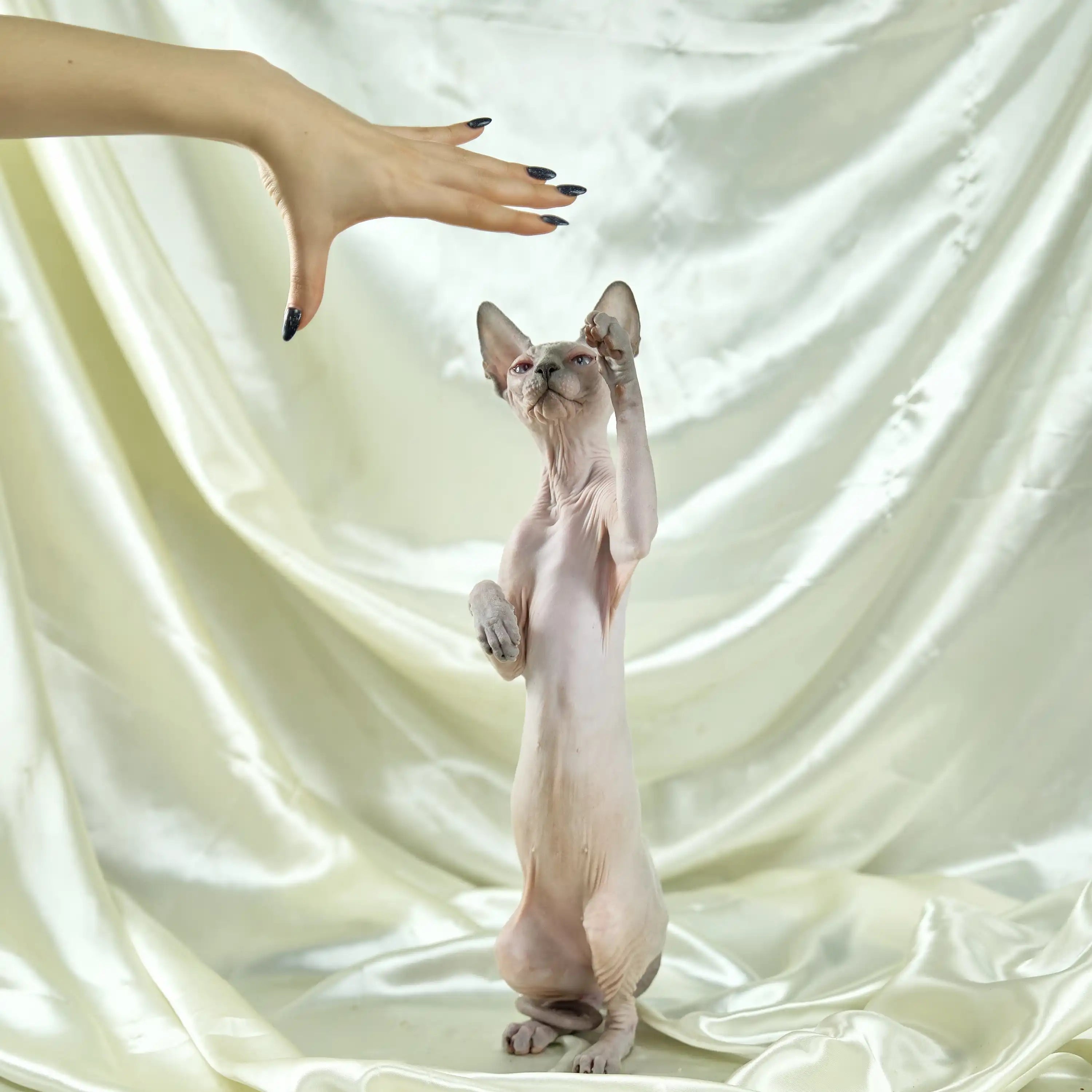 Sphynx Cats for Sale | Kittens For Naomi | Kitten