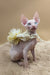 Napoleon | canadian sphynx kitten