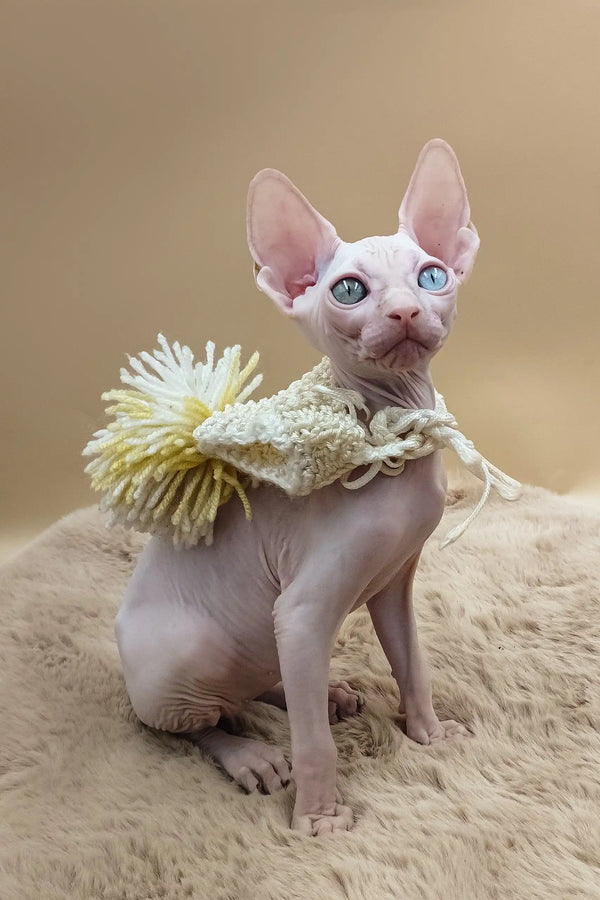 Napoleon | canadian sphynx kitten