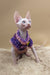 Napoleon | canadian sphynx kitten