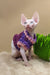 Napoleon | canadian sphynx kitten