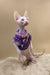 Napoleon | canadian sphynx kitten