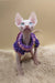 Napoleon | canadian sphynx kitten