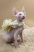 Napoleon | canadian sphynx kitten
