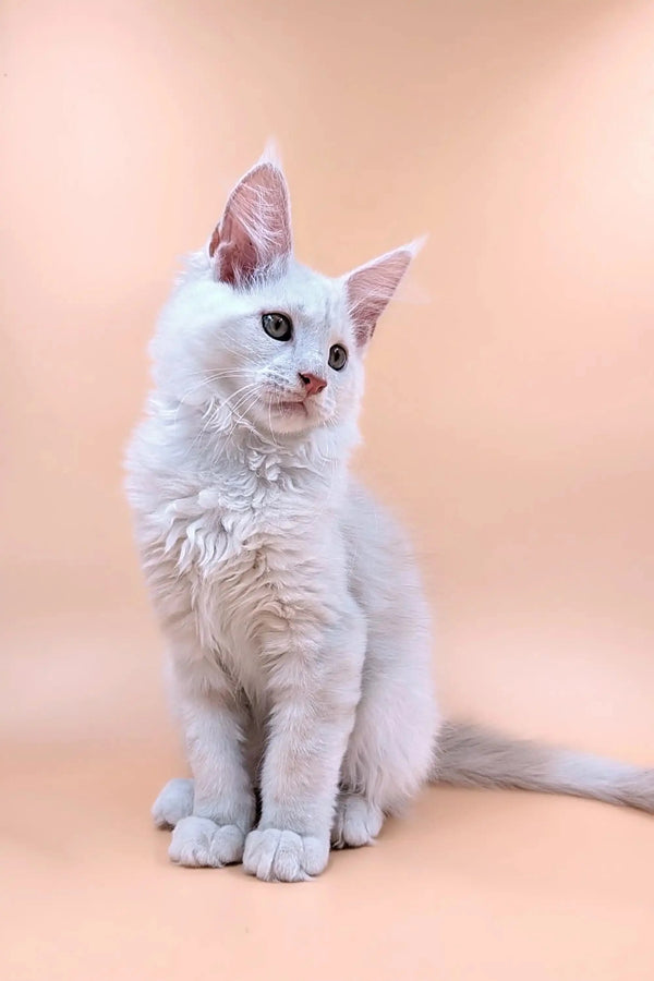 Fluffy white Maine Coon kitten with bright blue eyes ready for a new home