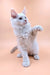 White Maine Coon kitten with raised paw, sitting cute against a plain background