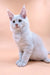 White fluffy Maine Coon kitten with blue eyes sitting cute and upright