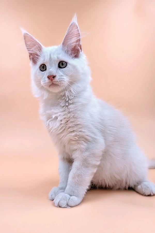 White fluffy Maine Coon kitten with blue eyes sitting cute and upright