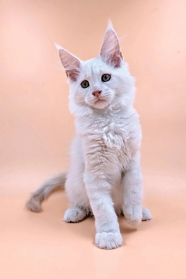 White Maine Coon kitten with bright blue eyes and pointed ears sitting upright