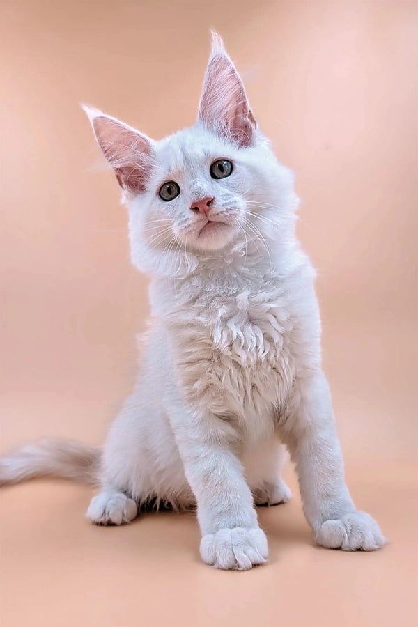 Cute Maine Coon kitten with blue eyes and pink ears sitting upright, named Narcissus