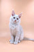 White Maine Coon kitten with bright blue eyes sitting upright, looking adorable