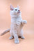 White Maine Coon kitten sitting upright with one paw raised, looking playful and curious