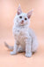 White Maine Coon kitten with bright blue eyes sitting upright, looking adorable