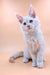 White Maine Coon kitten with bright blue eyes sitting upright, looking adorable