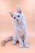 Adorable White Maine Coon Kitten with Bright Blue Eyes Sitting Upright