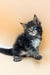 Fluffy tabby kitten with blue eyes sitting, a cute Polydactyl Maine Coon