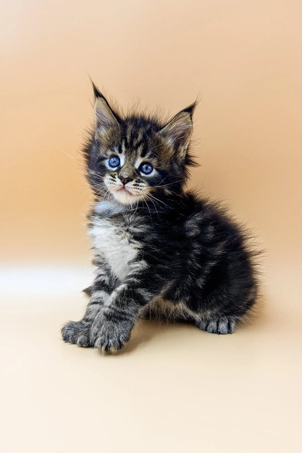 Fluffy tabby Polydactyl Maine Coon kitten with bright blue eyes sitting upright