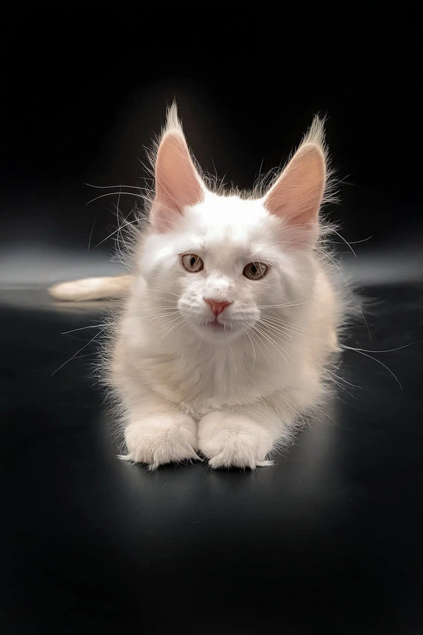 Adorable White Maine Coon kitten from the Nasey Maine Coon Kitten collection