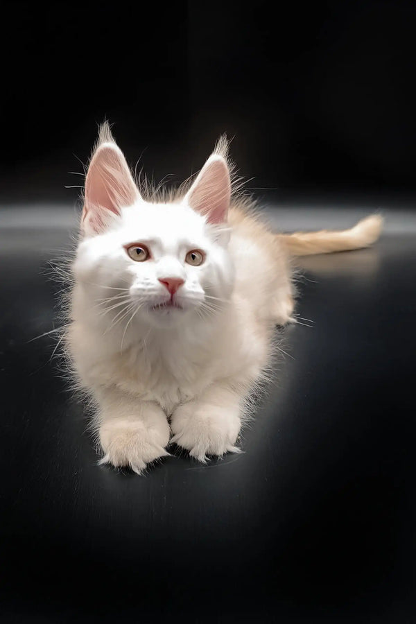 Cream-colored Maine Coon kitten in the Nasey cat product collection