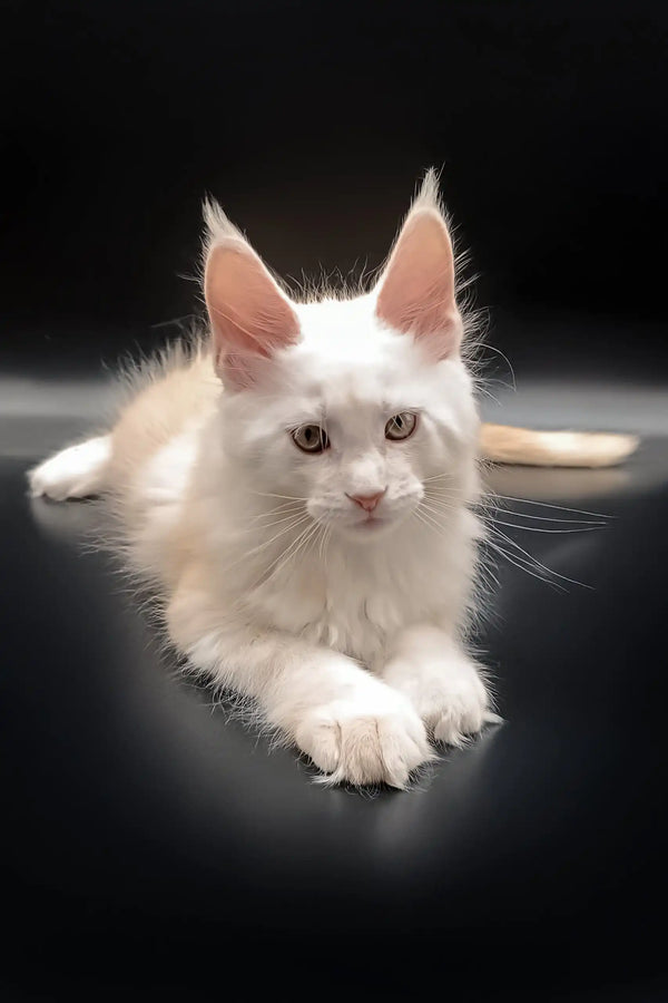 Cream-colored Maine Coon cat named Nasey in a cozy setting