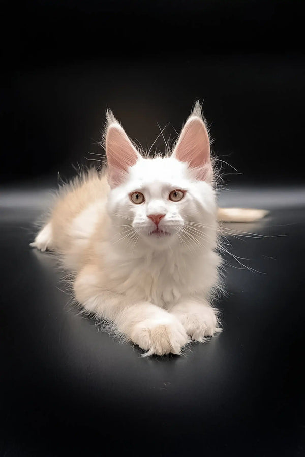 Cream-colored Maine Coon kitten from Nasey cuddling and looking adorable