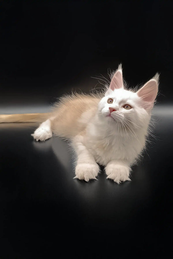 Adorable cream and tan Maine Coon kitten named Nasey, perfect for your home
