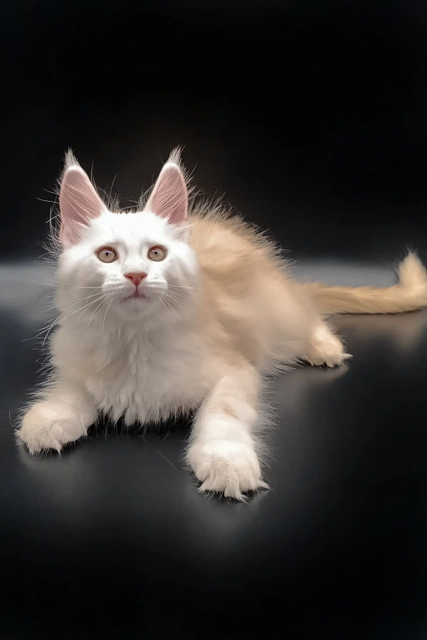 Cream and tan Maine Coon cat relaxing in the Nasey Maine Coon Kitten product