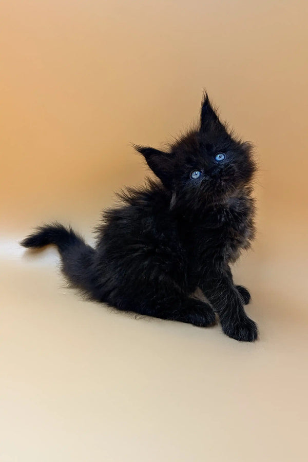 Fluffy black Maine Coon kitten with bright blue eyes on a plain surface