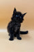 Cute black fluffy Maine Coon kitten with bright blue eyes named Nastya