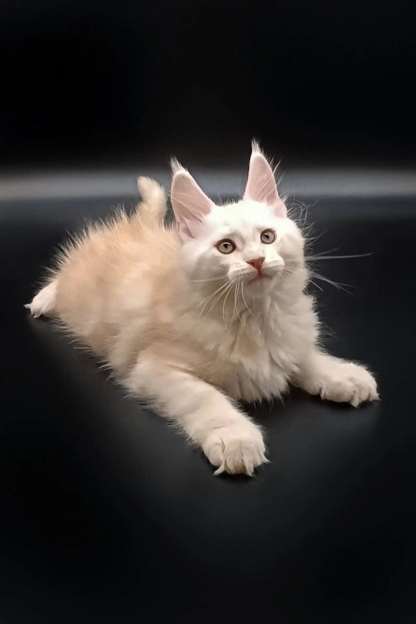 Cream-colored Maine Coon kitten Nathan, the adorable fluffy companion