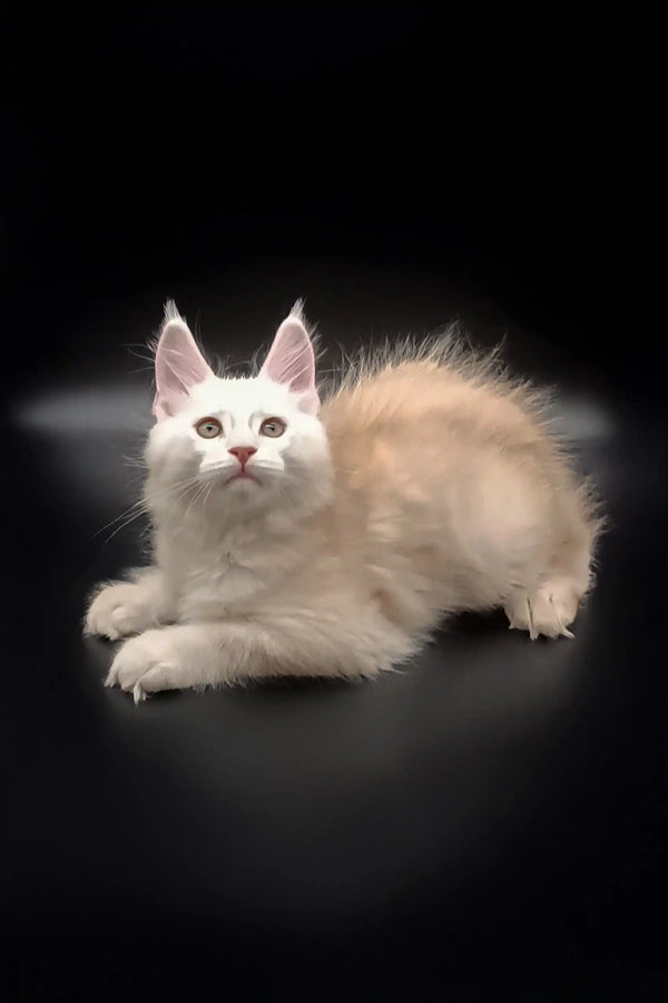 Cream and tan Maine Coon kitten named Nathan looking adorable and playful