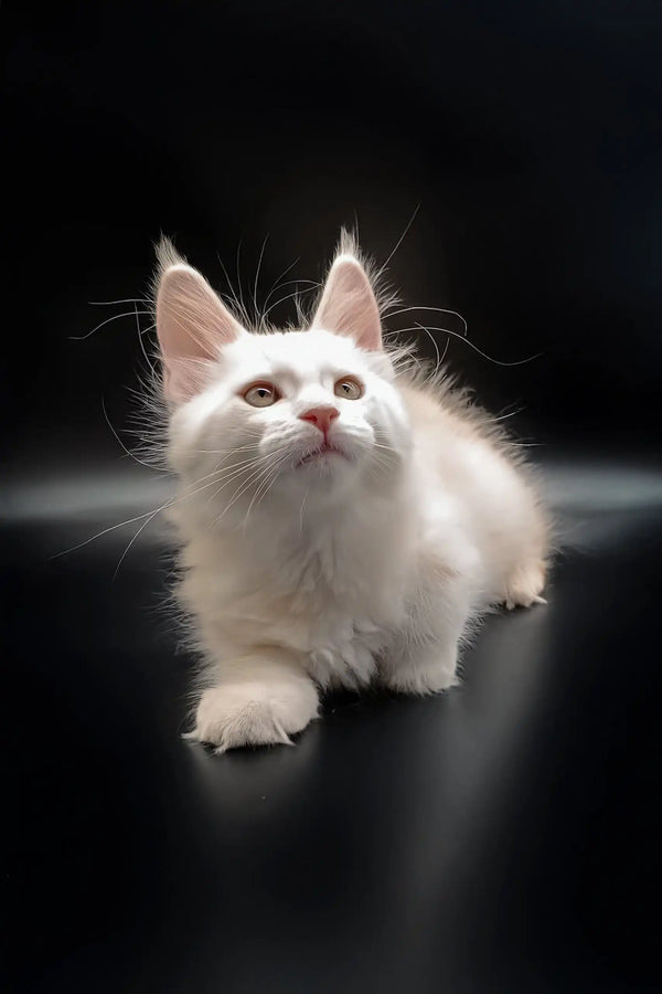 Adorable White Maine Coon Kitten named Nathan ready for cuddles and fun!