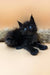 Black fluffy Polydactyl Maine Coon kitten with bright blue eyes