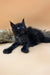 Black Maine Coon kitten with blue eyes, perfect for showcasing a Polydactyl Maine Coon