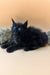 Black polydactyl Maine Coon kitten with blue eyes resting on soft furry surface