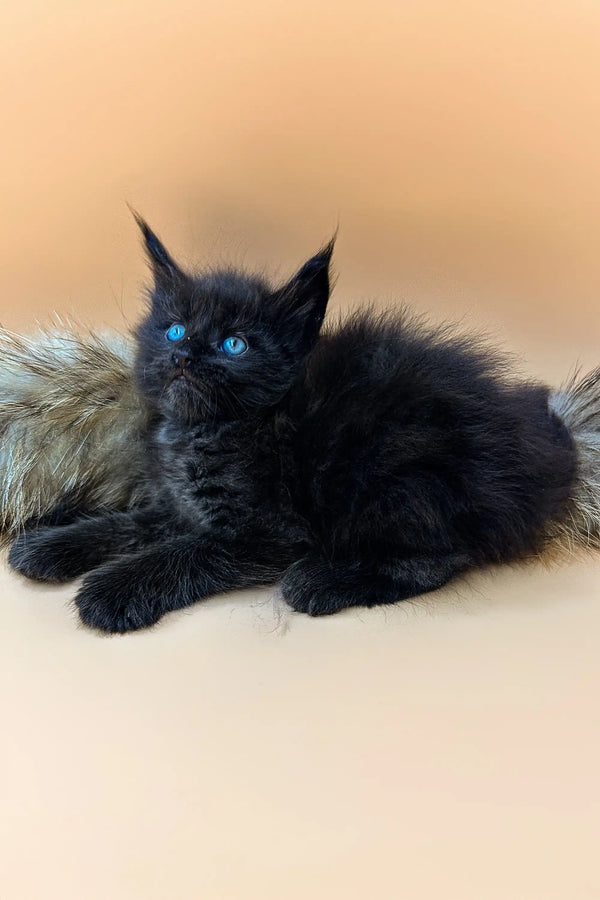 Black polydactyl Maine Coon kitten with blue eyes resting on soft furry surface