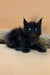 Black kitten with bright blue eyes and fluffy fur, a Polydactyl Maine Coon cutie