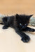 Black kitten with bright eyes on furry surface, showcasing a Polydactyl Maine Coon