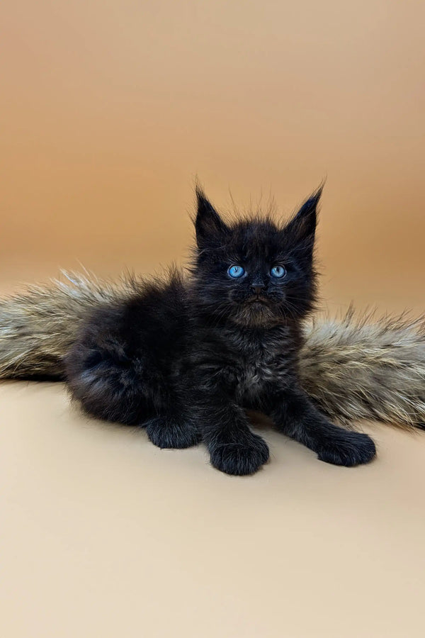 Black Maine Coon kitten with blue eyes showcasing its polydactyl features