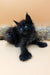 Fluffy black Polydactyl Maine Coon kitten with sparkling blue eyes