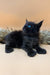 Black polydactyl Maine Coon kitten with blue eyes resting on soft fur surface