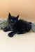 Black kitten with blue eyes and fluffy fur from Nathan, a Polydactyl Maine Coon