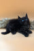 Black polydactyl Maine Coon kitten with blue eyes on fluffy surface