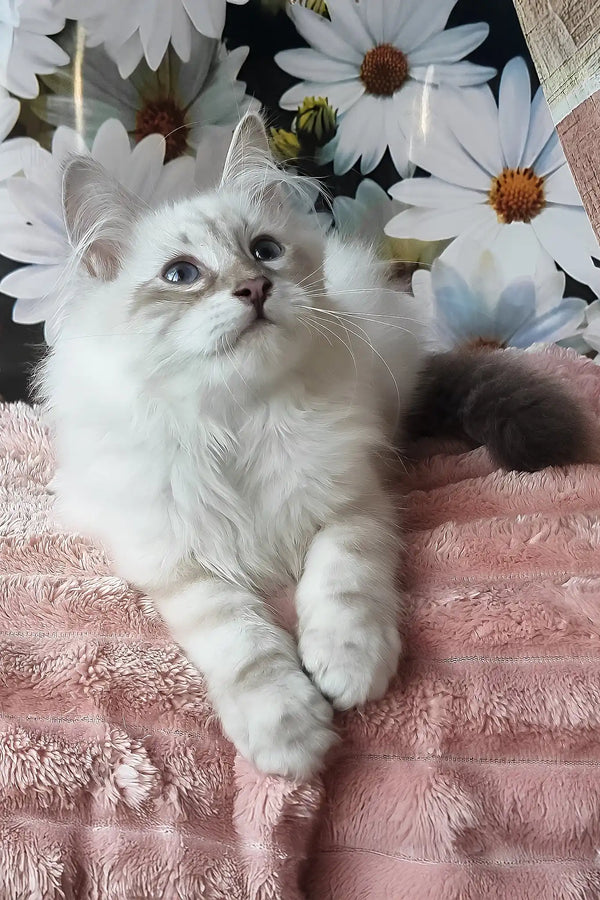 Nathan | siberian kitten