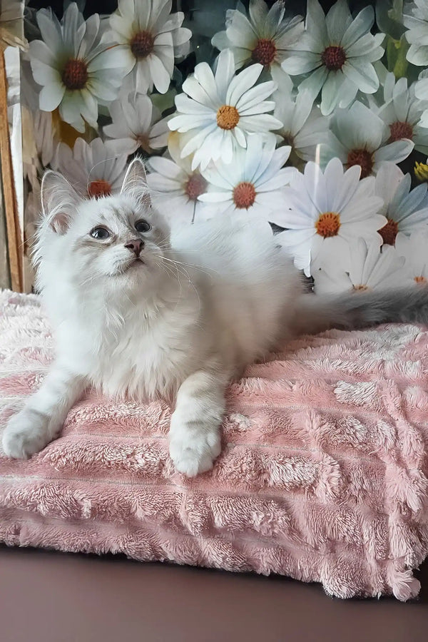 Nathan | siberian kitten