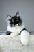 Black and white Ragdoll cat with blue eyes featured in Nathaniel Maine Coon Kitten