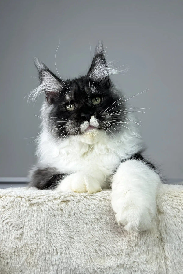 Black and white Ragdoll cat with blue eyes, fluffy fur, featured in Nathaniel Maine Coon Kitten