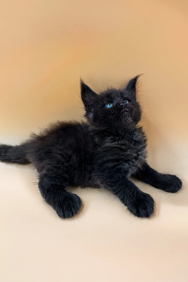Black fluffy Polydactyl Maine Coon kitten lounging with bright blue eyes