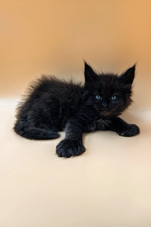 Black fluffy kitten with blue eyes, the adorable Polydactyl Maine Coon