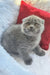 Gray Scottish Fold kitten named Nazar, super cute and playful in this adorable product